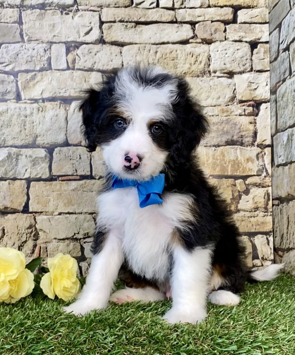 Mr. Gabe the Mini-Bernedoodle puppy