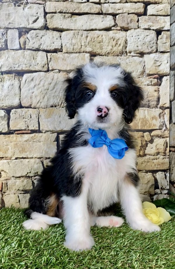 Photo of Mr. Gabe the Mini-Bernedoodle puppy