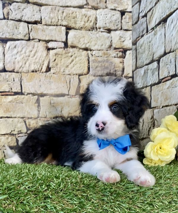 Photo of Mr. Gabe the Mini-Bernedoodle puppy
