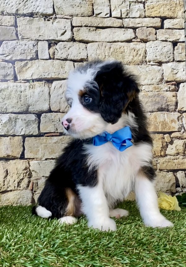 Photo of Mr. Gabe the Mini-Bernedoodle puppy