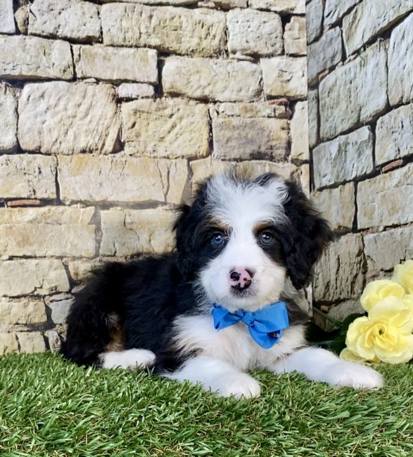 Photo of Mr. Gabe the Mini-Bernedoodle puppy