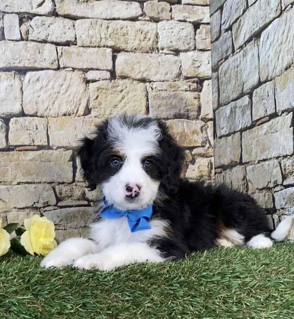 Photo of Mr. Gabe the Mini-Bernedoodle puppy