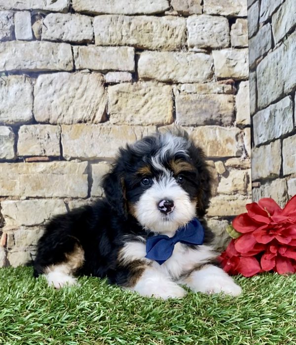 Photo of Mr. Glen the Mini-Bernedoodle puppy