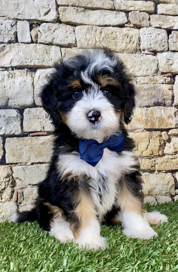 Photo of Mr. Glen the Mini-Bernedoodle puppy