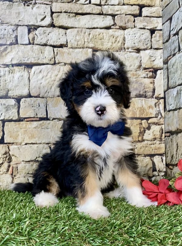 Photo of Mr. Glen the Mini-Bernedoodle puppy