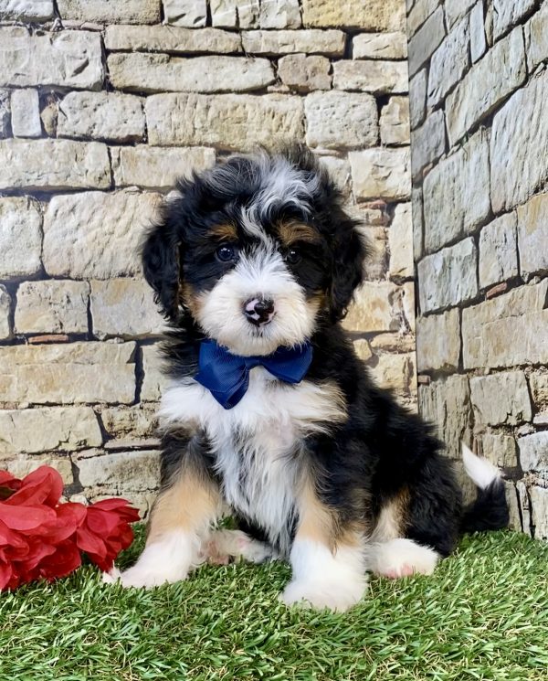 Mr. Glen the Mini-Bernedoodle puppy
