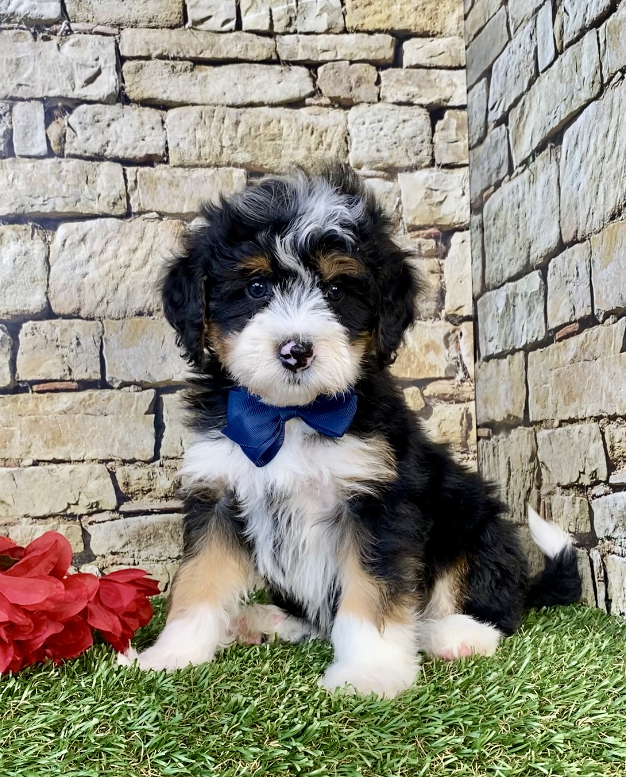 Photo of Mr. Glen the Mini-Bernedoodle puppy