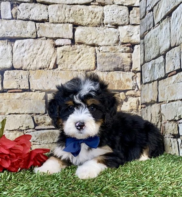Photo of Mr. Glen the Mini-Bernedoodle puppy