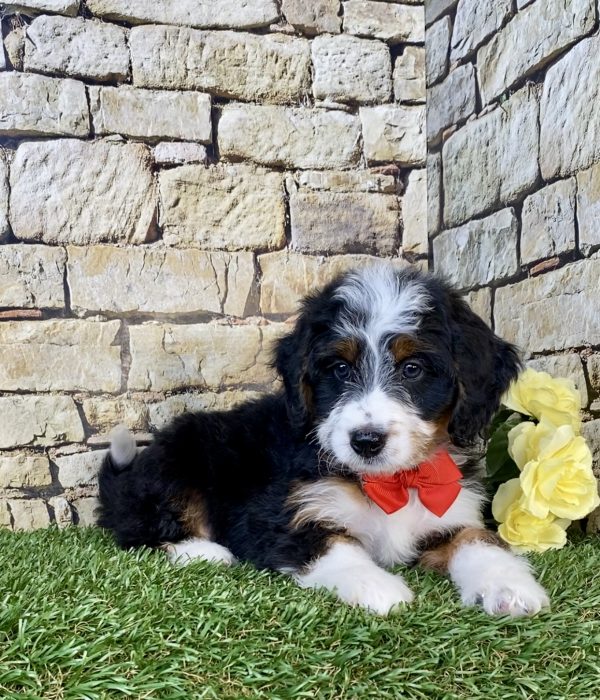 Photo of Mr. Gus the Mini-Bernedoodle puppy