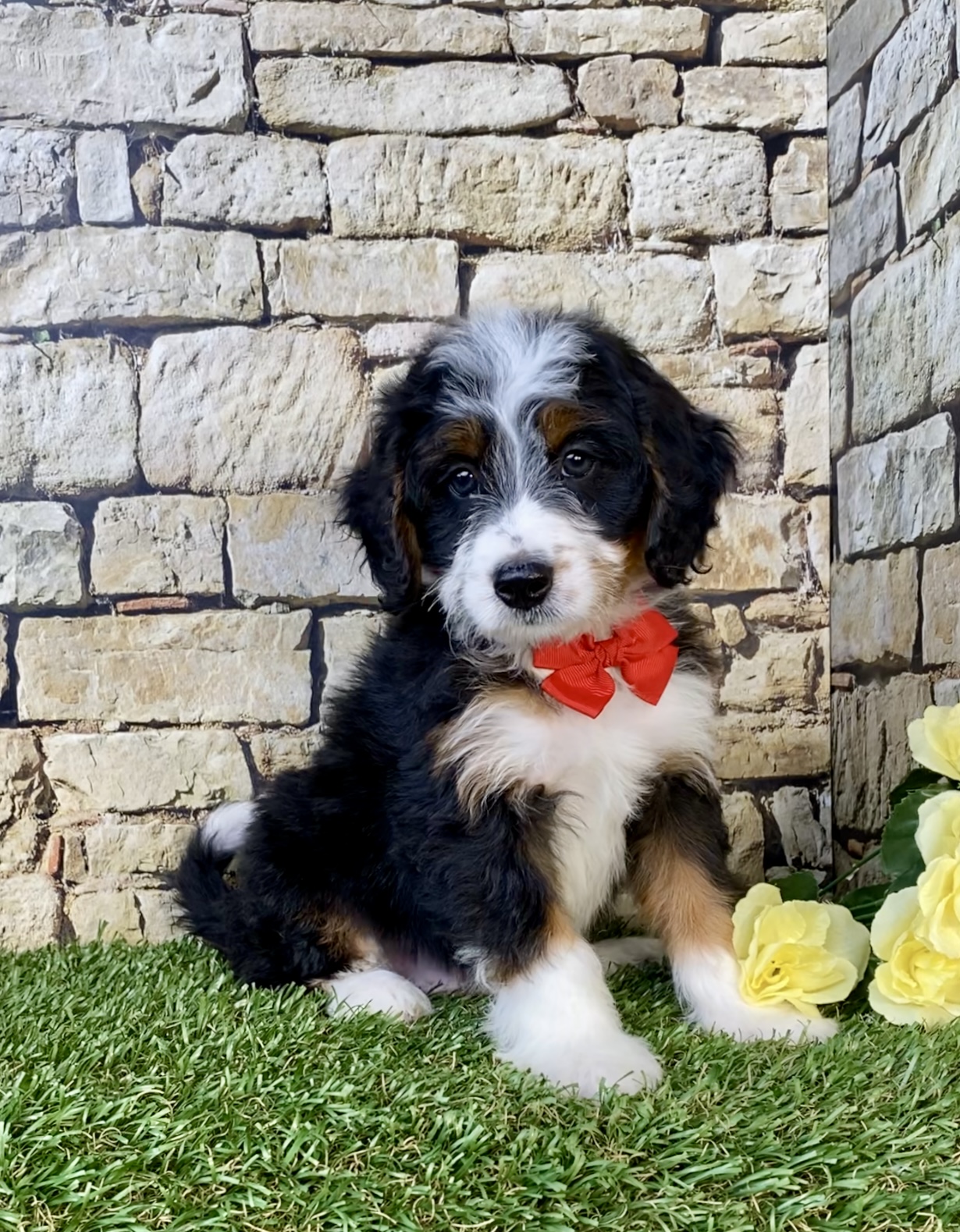 Photo of Mr. Gus the Mini-Bernedoodle puppy