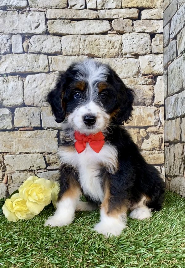 Photo of Mr. Gus the Mini-Bernedoodle puppy