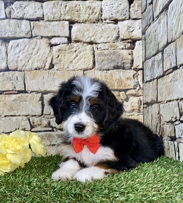 Photo of Mr. Gus the Mini-Bernedoodle puppy