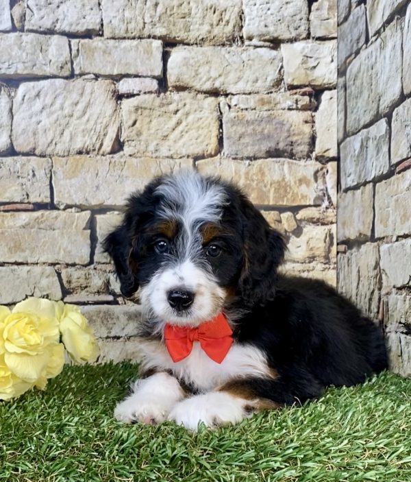 Photo of Mr. Gus the Mini-Bernedoodle puppy