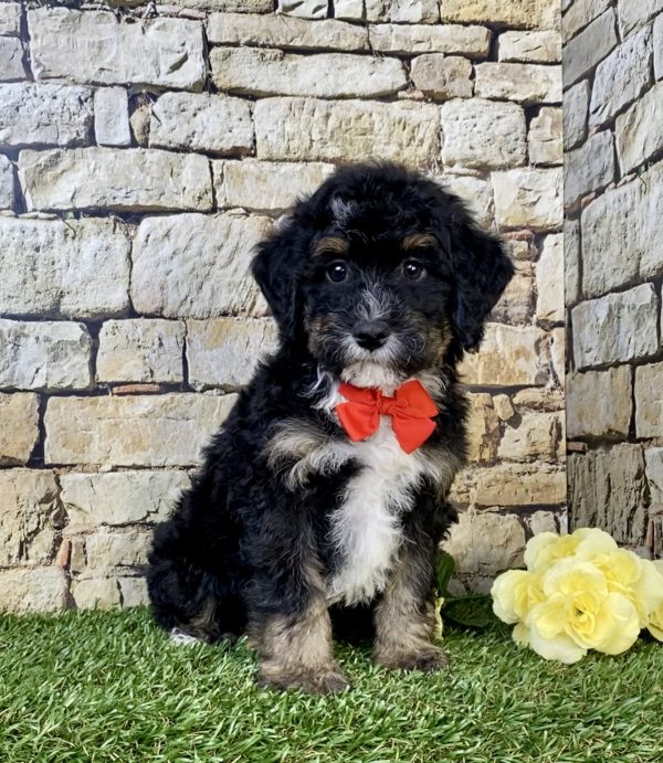 Mr. Hans the F2 Mini-Bernedoodle puppy