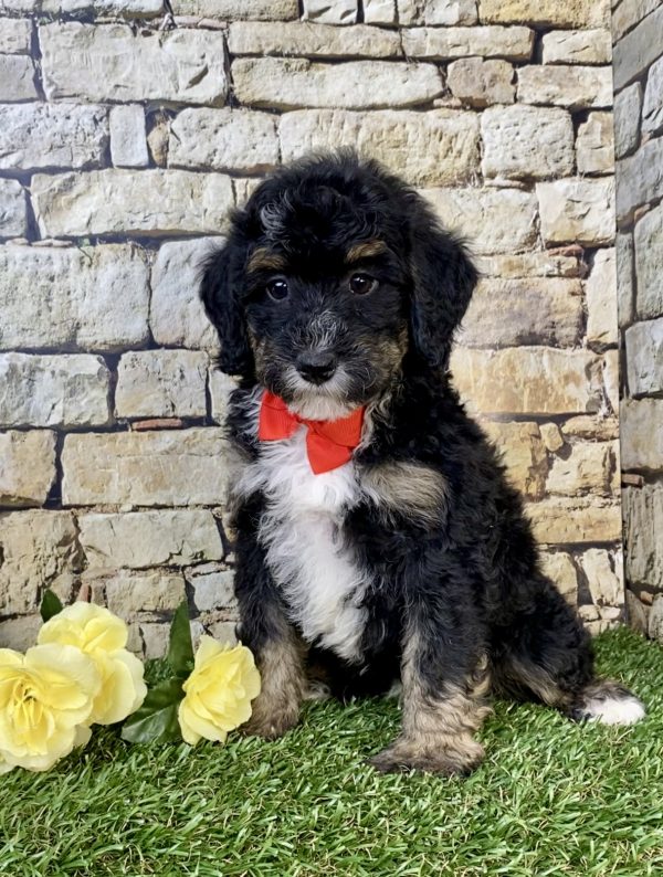 Photo of Mr. Hans the F2 Mini-Bernedoodle puppy