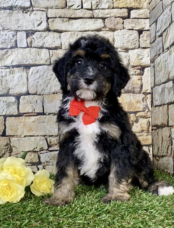 Photo of Mr. Hans the F2 Mini-Bernedoodle puppy