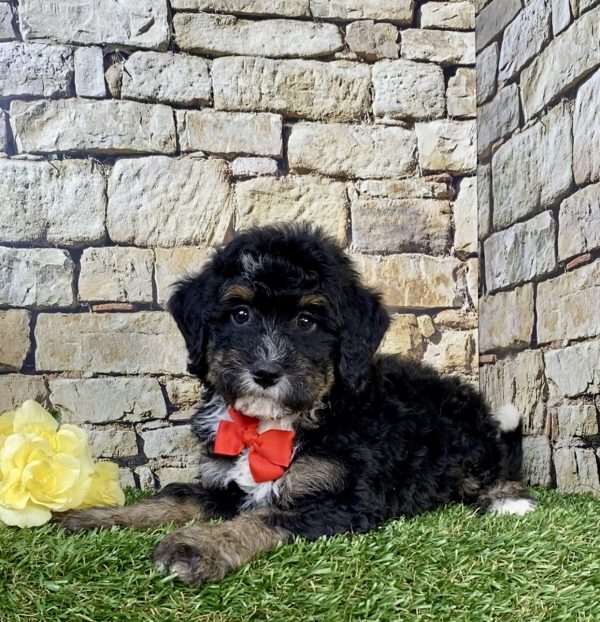 Photo of Mr. Hans the F2 Mini-Bernedoodle puppy