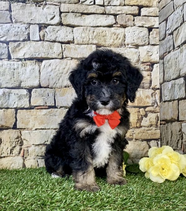 Photo of Mr. Hans the F2 Mini-Bernedoodle puppy