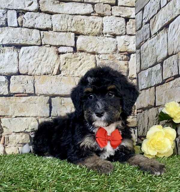 Photo of Mr. Hans the F2 Mini-Bernedoodle puppy
