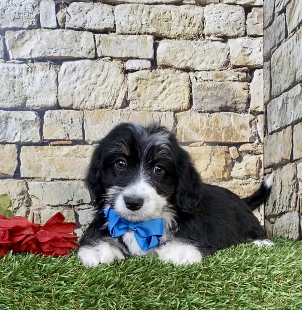 Photo of Mr. Hero the F2 Mini-Bernedoodle puppy