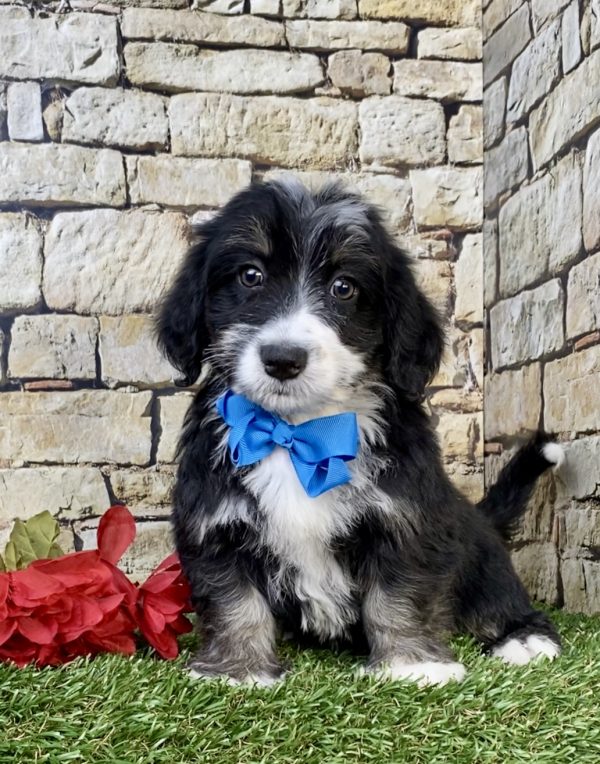 Photo of Mr. Hero the F2 Mini-Bernedoodle puppy