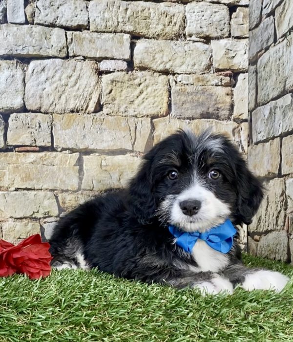 Photo of Mr. Hero the F2 Mini-Bernedoodle puppy