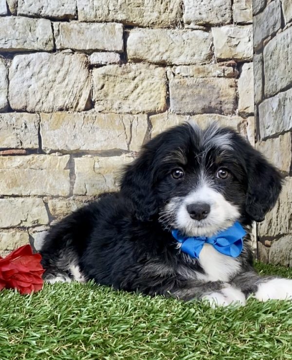 Photo of Mr. Hero the F2 Mini-Bernedoodle puppy