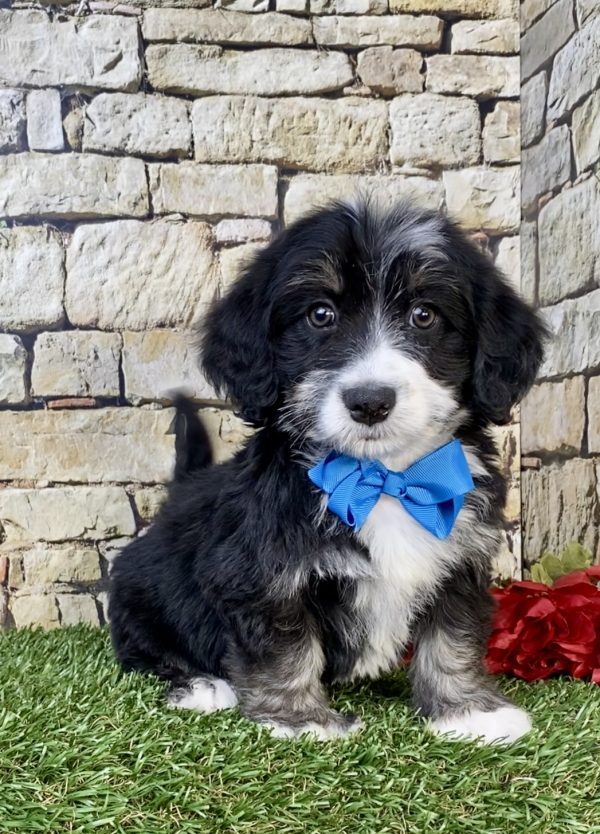 Mr. Hero the F2 Mini-Bernedoodle puppy
