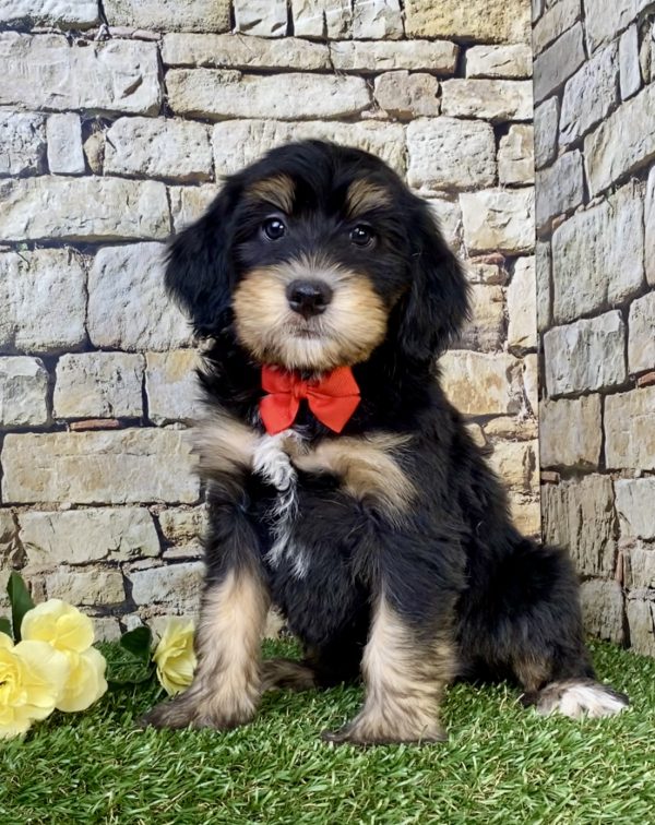 Mr. Hobbs the F2 Mini-Bernedoodle puppy