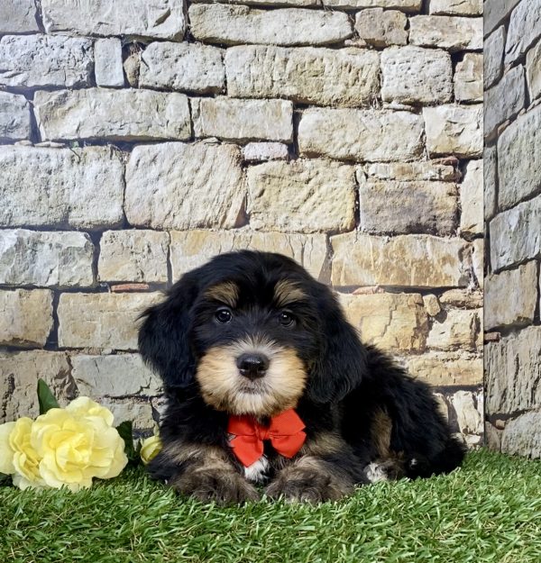 Photo of Mr. Hobbs the F2 Mini-Bernedoodle puppy