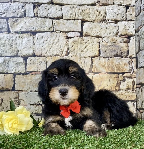 Photo of Mr. Hobbs the F2 Mini-Bernedoodle puppy