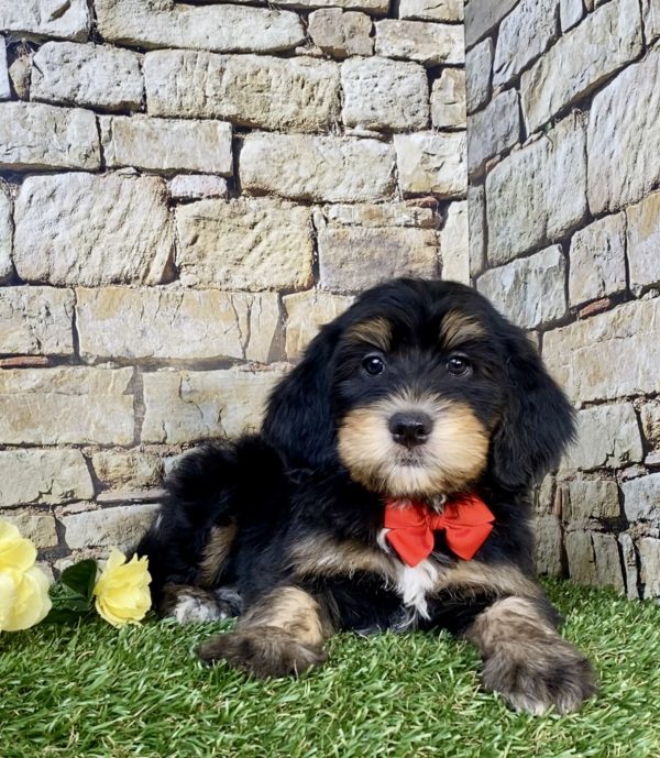 Photo of Mr. Hobbs the F2 Mini-Bernedoodle puppy