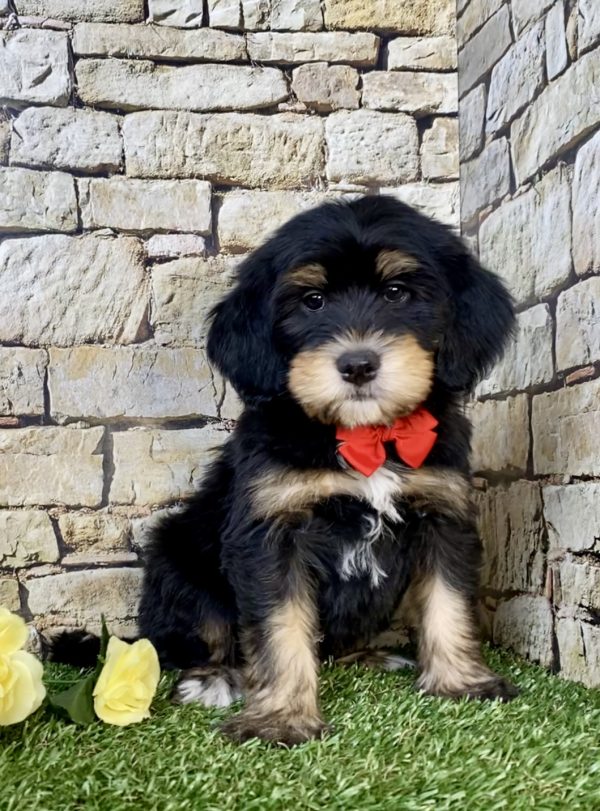 Photo of Mr. Hobbs the F2 Mini-Bernedoodle puppy
