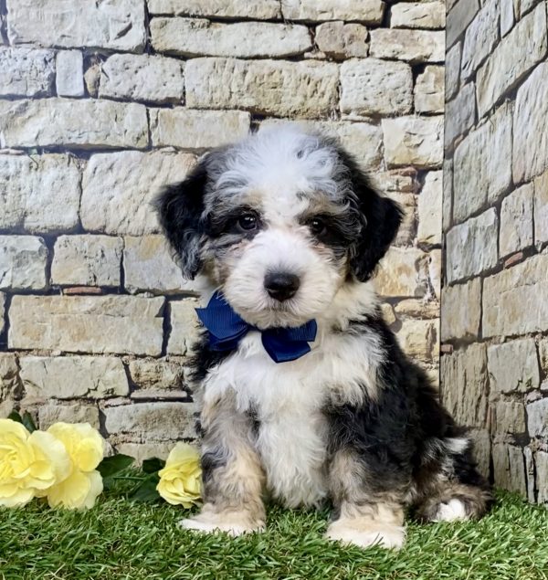 Mr. Hugo the F2 Mini-Bernedoodle puppy