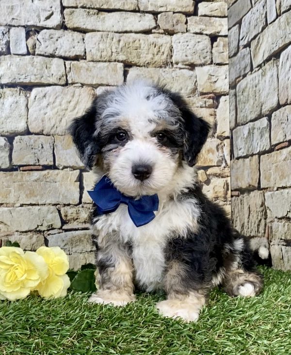 Photo of Mr. Hugo the F2 Mini-Bernedoodle puppy
