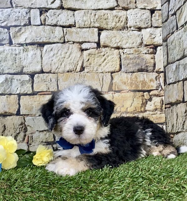 Photo of Mr. Hugo the F2 Mini-Bernedoodle puppy