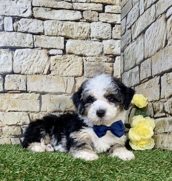 Photo of Mr. Hugo the F2 Mini-Bernedoodle puppy