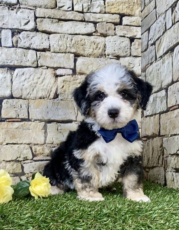Photo of Mr. Hugo the F2 Mini-Bernedoodle puppy