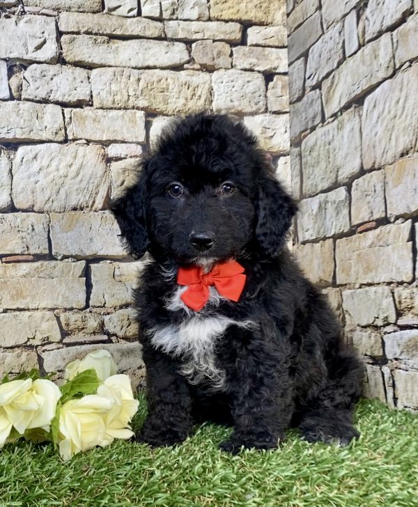 Mr. Ian the F2 Mini-Bernedoodle puppy