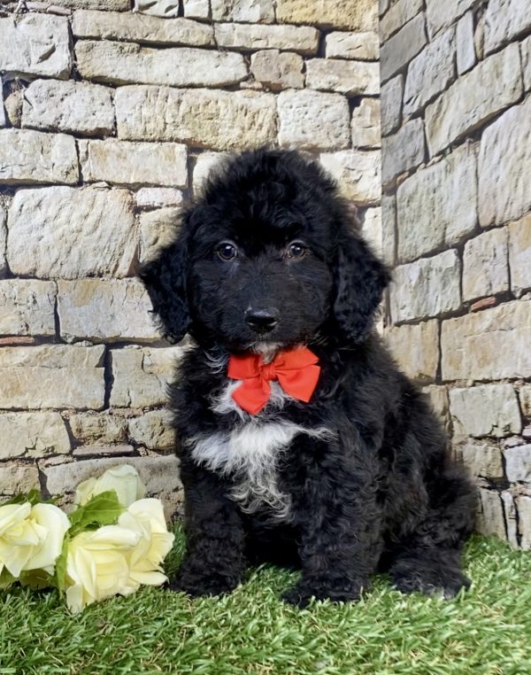 Photo of Mr. Ian the F2 Mini-Bernedoodle puppy