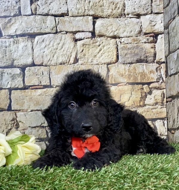 Photo of Mr. Ian the F2 Mini-Bernedoodle puppy