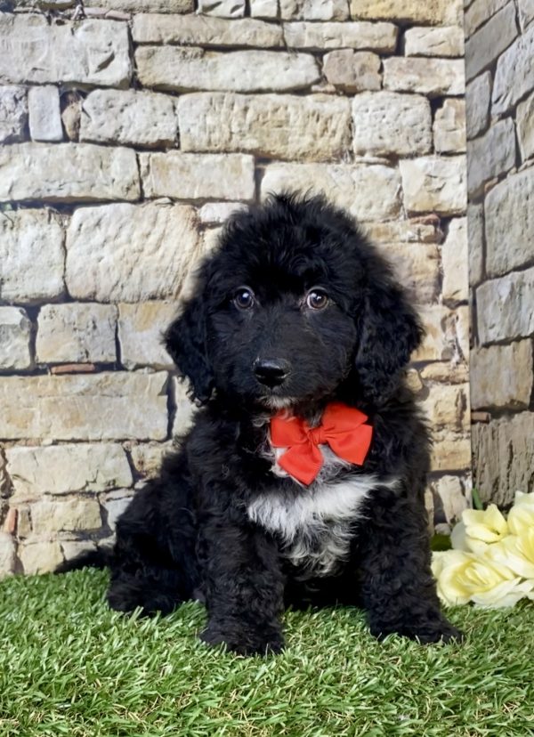 Photo of Mr. Ian the F2 Mini-Bernedoodle puppy