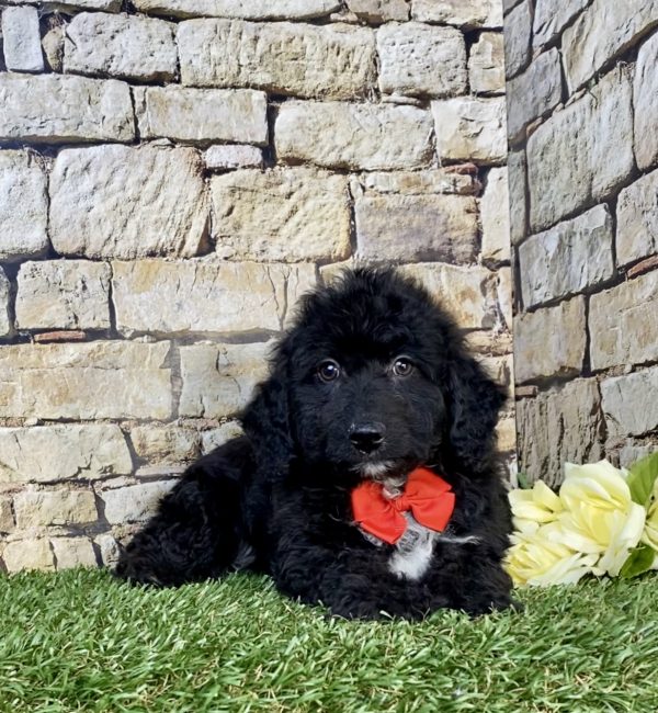 Photo of Mr. Ian the F2 Mini-Bernedoodle puppy