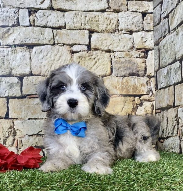 Photo of Mr. Icon the F2 Mini-Bernedoodle puppy