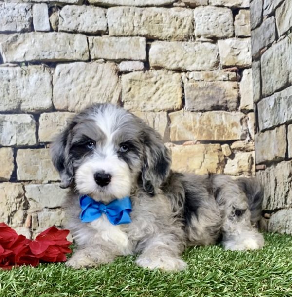Photo of Mr. Icon the F2 Mini-Bernedoodle puppy