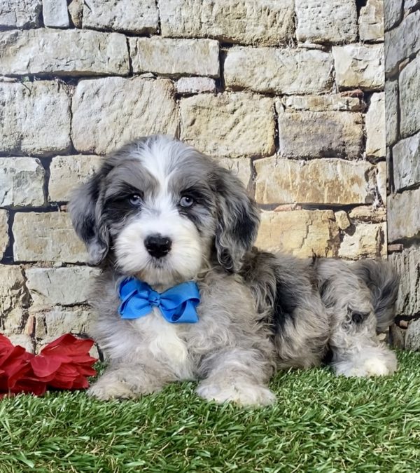 Mr. Icon the F2 Mini-Bernedoodle puppy