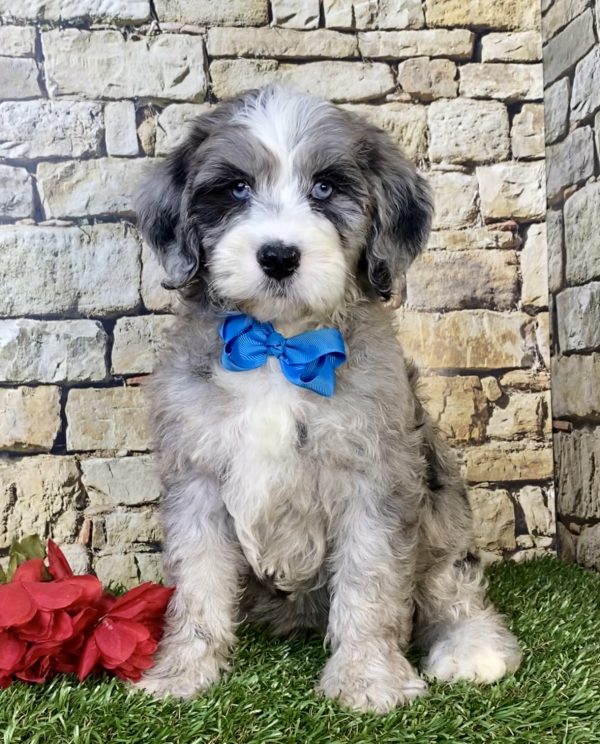 Photo of Mr. Icon the F2 Mini-Bernedoodle puppy