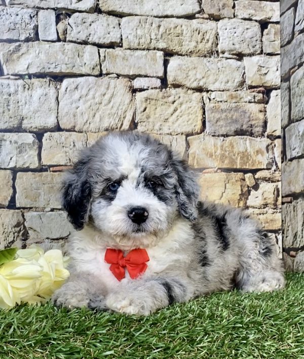 Photo of Mr. Isaiah the F2 Mini-Bernedoodle puppy