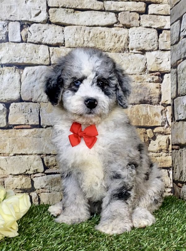 Photo of Mr. Isaiah the F2 Mini-Bernedoodle puppy