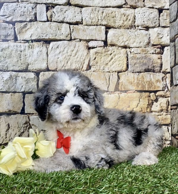 Photo of Mr. Isaiah the F2 Mini-Bernedoodle puppy